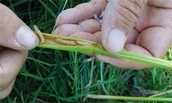 大麦常见虫害的防治