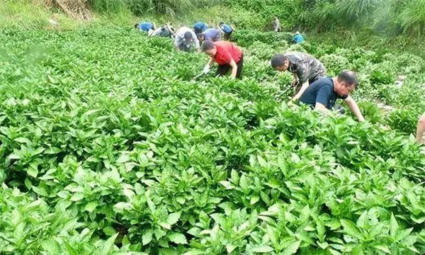 田间管理