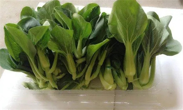 夏季油菜