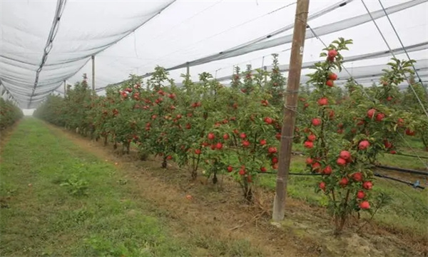 苹果矮砧集约高效栽培模式