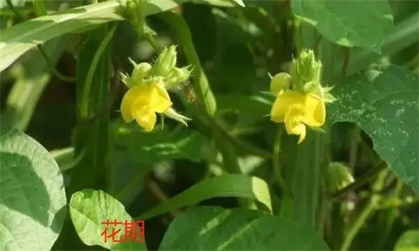 小豆的花荚期