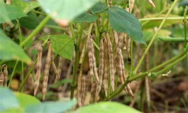 小豆的收获方法