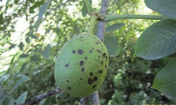 核桃细菌性黑斑病的防治方法