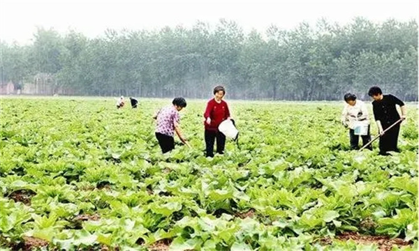 牛蒡的田间管理方法和主要措施