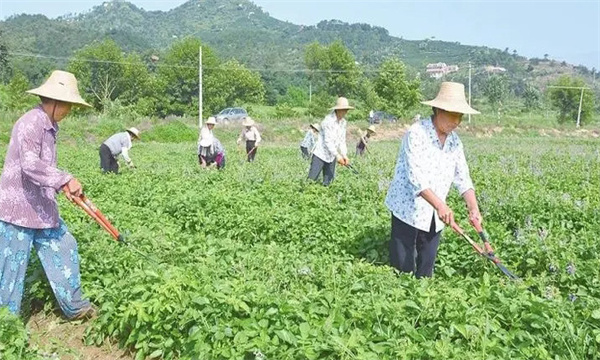 田间管理