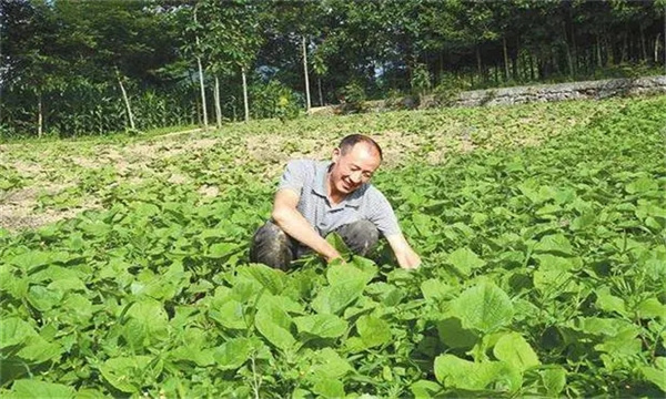 病虫害防治