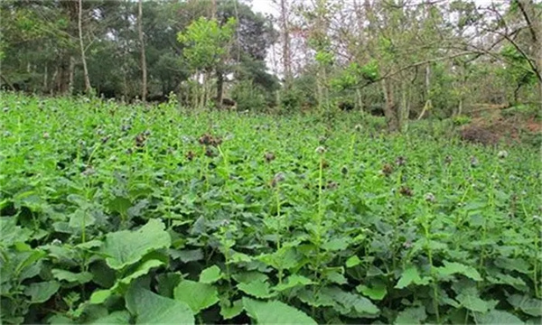 田间管理