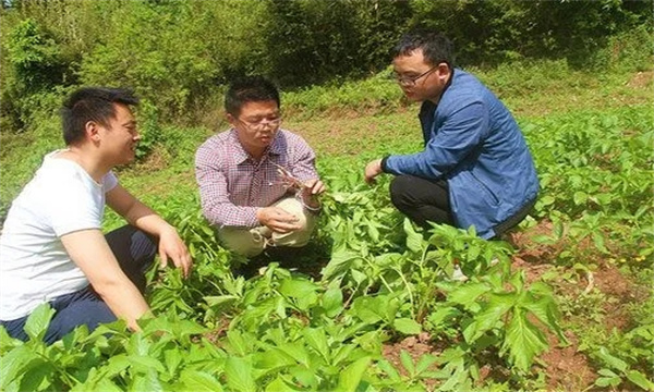 种植方式