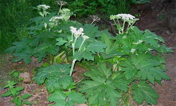 白芷的生物学特性