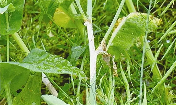 油菜病毒病的防治方法