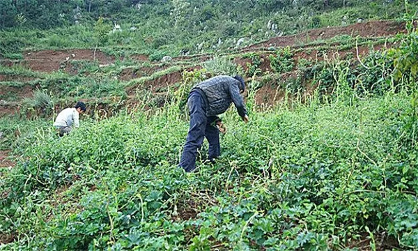 续断的田间管理