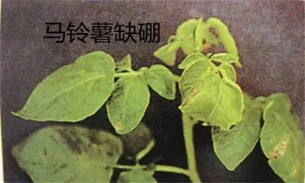 马铃薯植株缺硼怎样补救