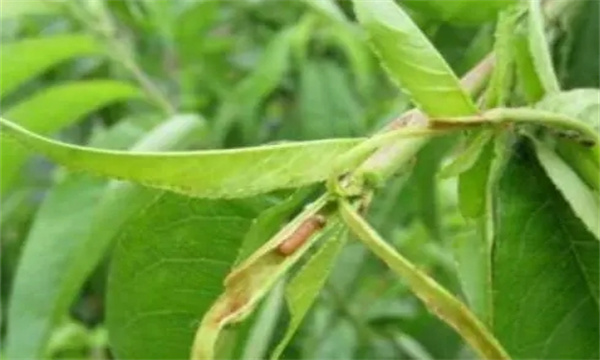 如何防治桃小食心虫