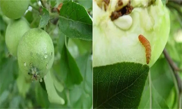 苹小食心虫的发生规律