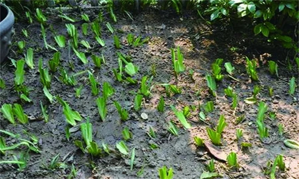 鸢尾的栽培技术与具体种植步骤