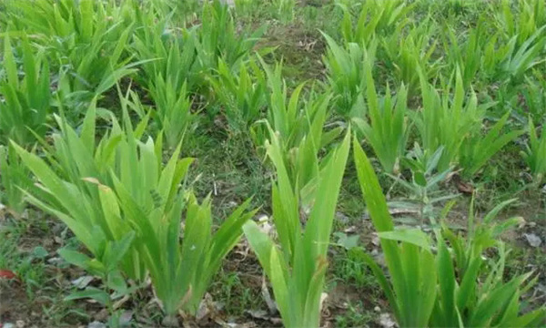 栽植要点