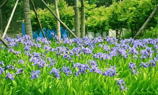 鸢尾种植的田间管理方法