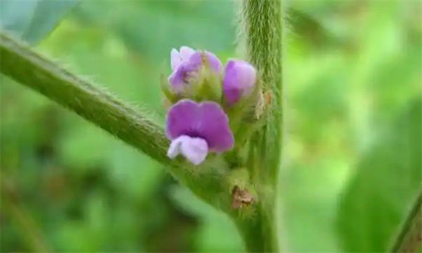 豆花芽分化期