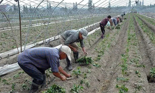 怎样栽植草莓