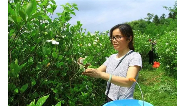 栀子花的采收