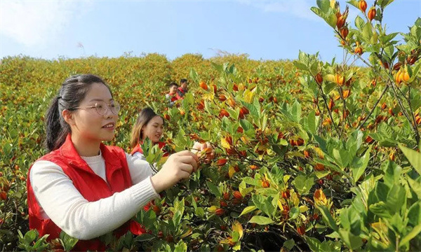 栀子果实的采收