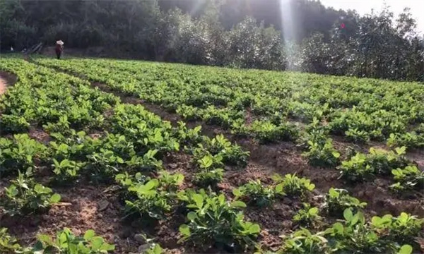 种植密度