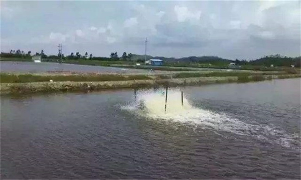 冬季鱼塘泛底原因及防治措施