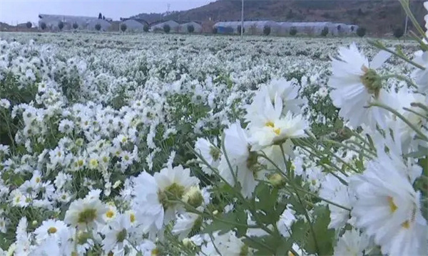 福白菊对土壤的要求