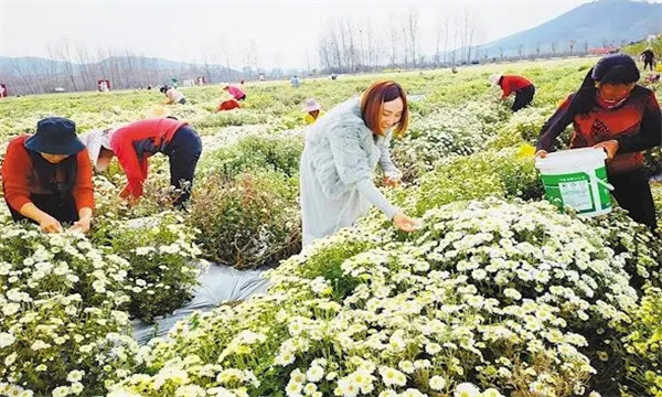 采收菊花应注意哪些问题