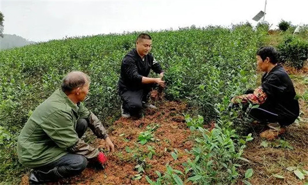 什么时期移栽茶苗为宜