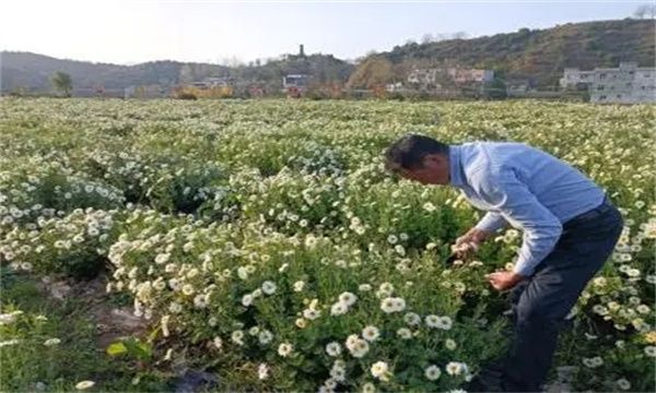 打顶培土