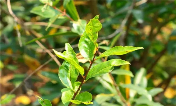 石榴萌芽期的特点及管理措施