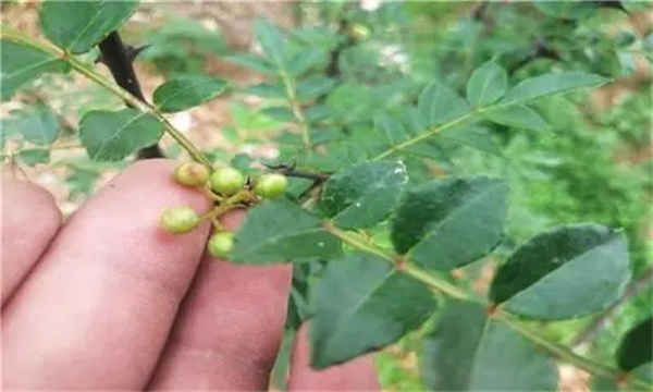 花椒病虫害综合防控推荐方案