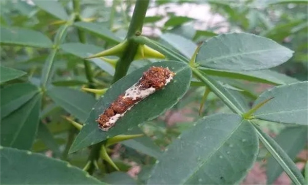 花椒主要病虫害防治办法