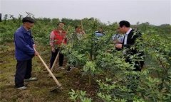 花椒秋季施肥的时间 花椒推荐秋施基肥方案