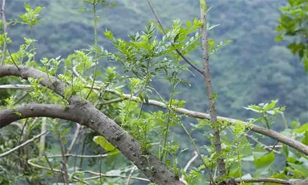 建园植树