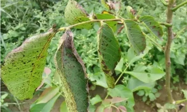 番茄黑斑病如何防控