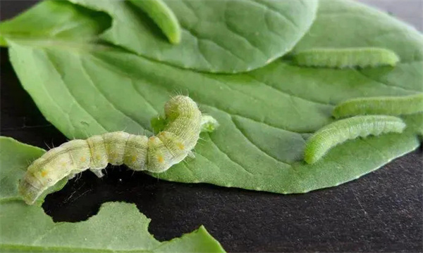 怎样防治菜青虫