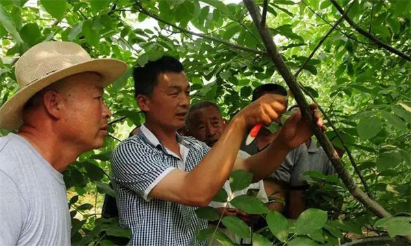 怎样防止核桃抽条