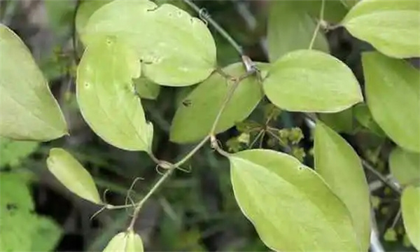 金刚藤的药用功效