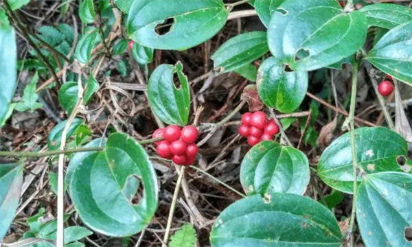 金刚藤植物的形态特征