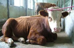 架子牛快速育肥技术：架子牛如何选择与饲喂