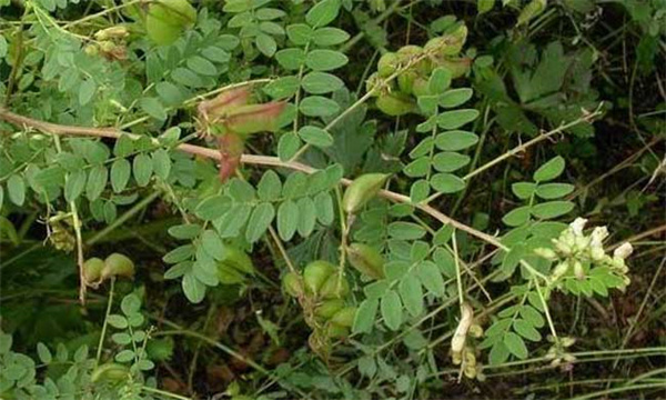 黄芪规范化种植技术