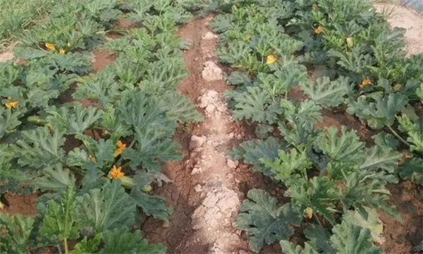 种植芦笋应选什么样的地块为好2