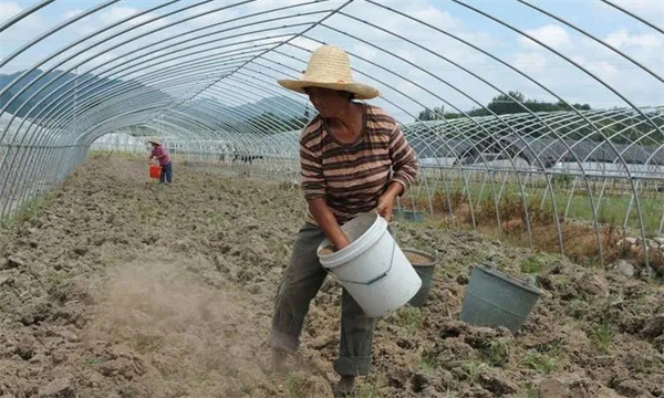 增施有机肥，合理运筹肥水