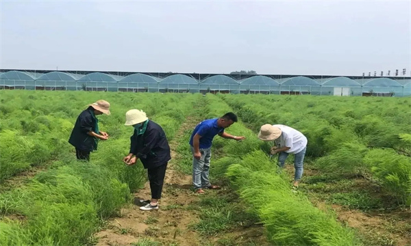 芦笋定植后怎样进行合理间作