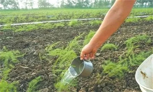 芦笋定植后怎样浇水施肥