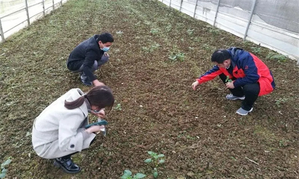 如何选择黄连的育苗地