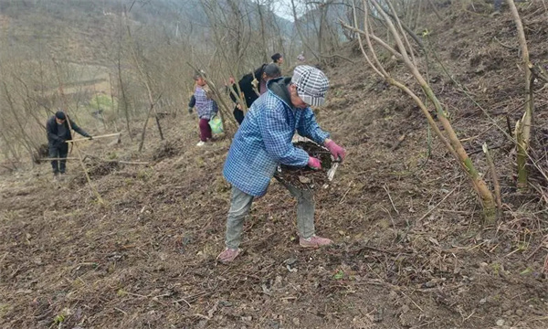 黄连播种时间和播种方式