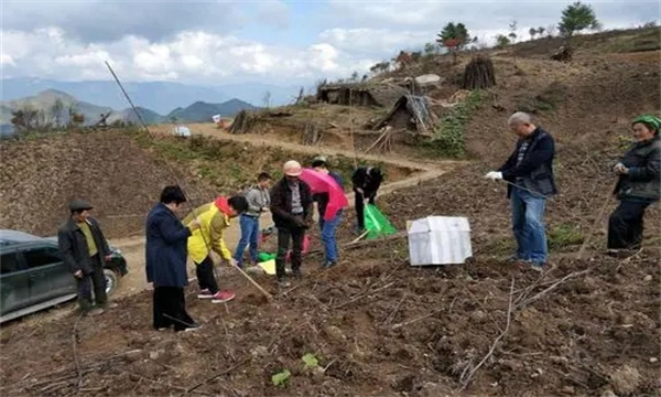 人工栽培黄连对地势有什么要求